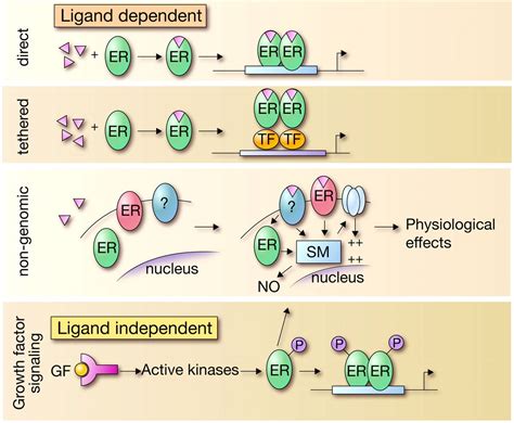 Estrogen Receptors How Do They Signal And What Are Their Targets Physiological Reviews