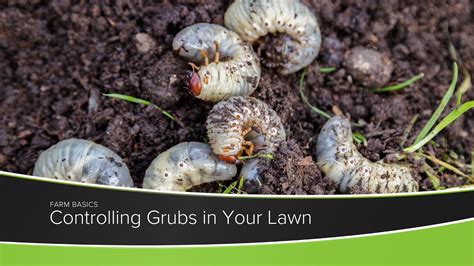 Controlling Grubs In Your Lawn Youtube