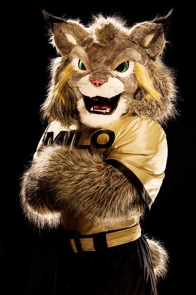 milo  lynx   mascot  university  colorado denver