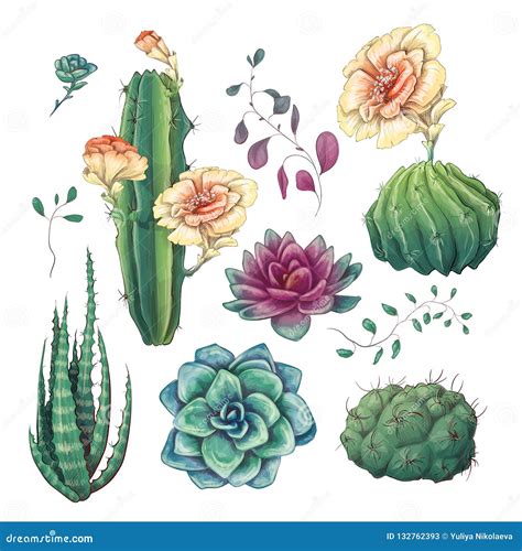 Hand Drawn Colorful Cactuses And Succulent Set Houseplant Cactus