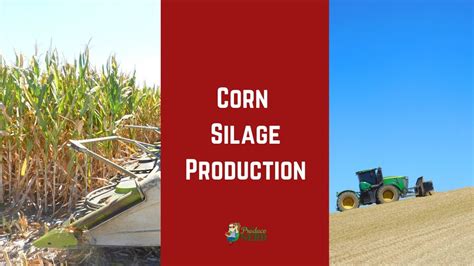 Corn Silage Production Chopping Silage Piles And Fermentation To Make