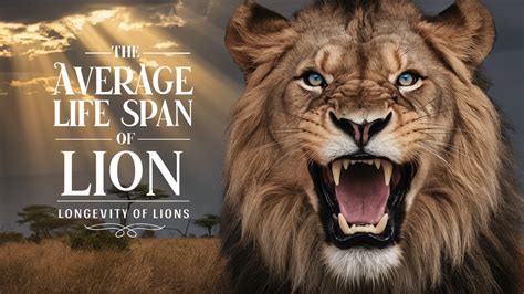 Do you Know How Long Do Lions Live? Lion Average Lifespan - YouTube