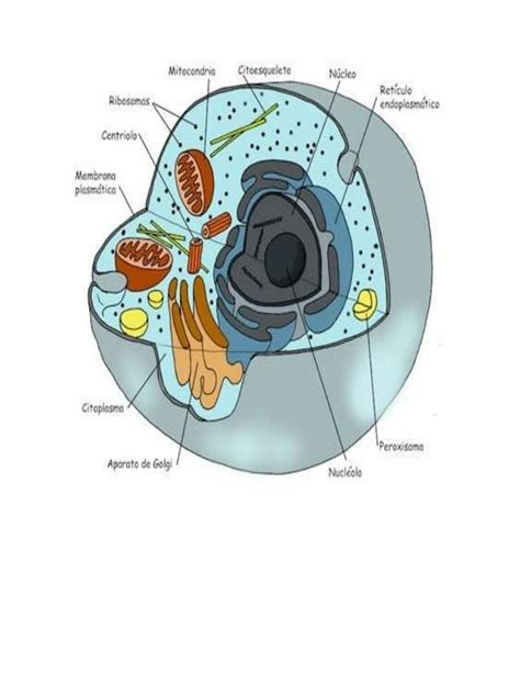 Celula Humana