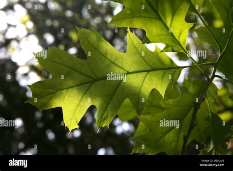 Backlit Oak Leaf Showing Veins Stock Photo Alamy