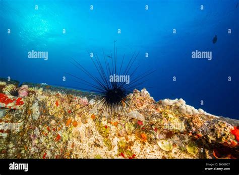 This Long Spined Sea Urchin Diadema Paucispinum Is Consuming Algae