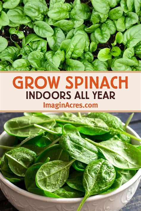 Check spelling or type a new query. How to Grow Spinach Indoors - ImaginAcres