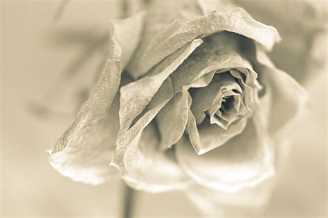 White Rose Lukasz Grochal Flickr