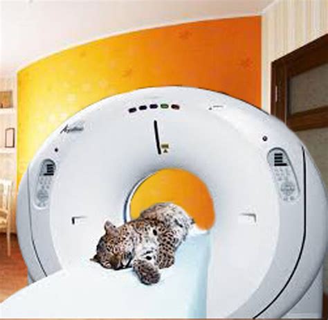 How To Choose The Best Veterinary Ct Scanner For Your Practice