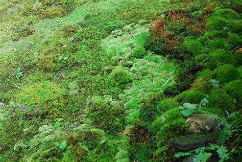Types Of Moss Bing Images Types Of Moss Plant Fungus Moss Garden