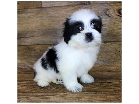 Rehoming 1yo female black n white cat. Shih Tzu-DOG-Male-Black / White-2847332-Petland Gallipolis, OH
