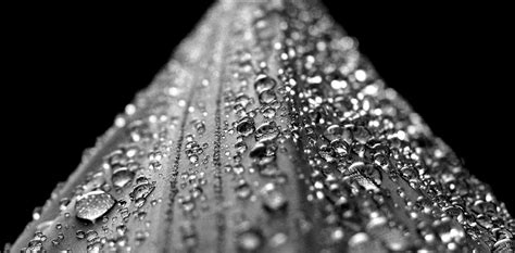 Wie er funktioniert und welche revolution wir von. Biofilme: Bakterien schützen sich durch Lotuseffekt - ZWP ...