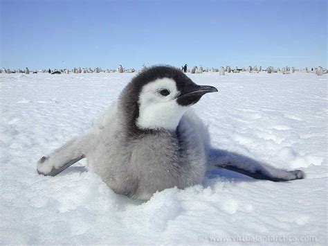 Check spelling or type a new query. Emperor Penguin | Info and Photos | The Wildlife