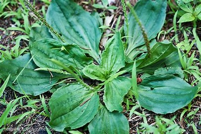 Image result for plantain images