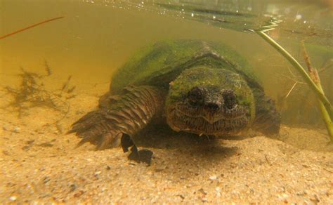 Snapping Turtle Breed Information And Care Guide Everything Reptiles