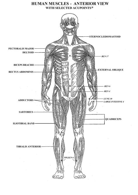 Printable Muscular System Diagram Anatomy Organ Muscular System