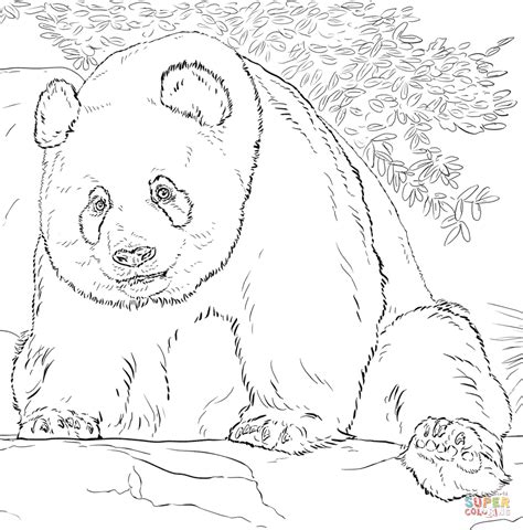 Giant Panda coloring page | Free Printable Coloring Pages