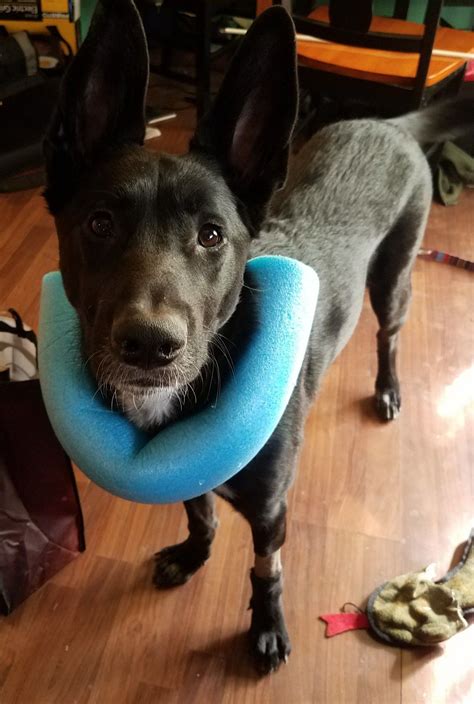 Towel dog collar, from dog training nation. DYI dog cone | Dog cone, Pets, Diy dog stuff
