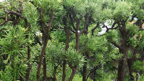 Podocarpus Care And Growing Guide Top Tips For These Trees