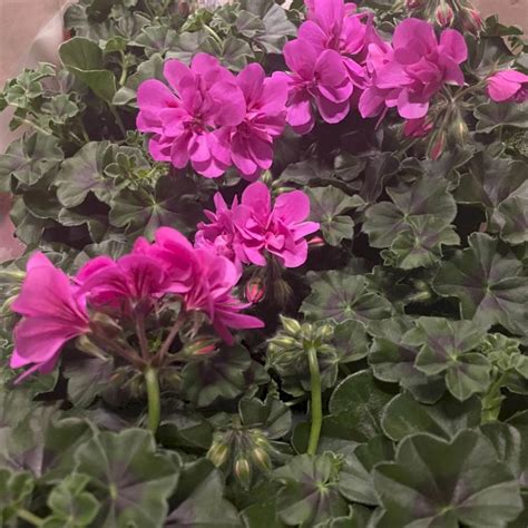 Pelargonie Lavendel Sommerblomster Plantetorvet Dk