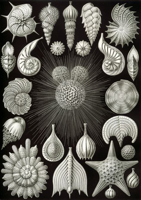 Unus Mundus Ernst Haeckel