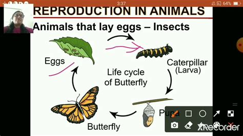 class_4_gsc_chapter_9_reproduction_in_animals_part_5_27_oct_2020 - YouTube