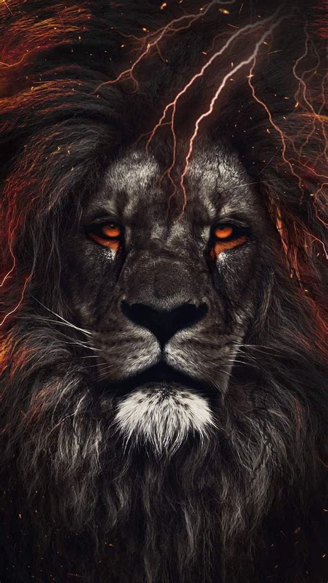 P Free Download Leo Lion Lions Hd Phone Wallpaper Peakpx