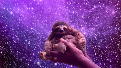 Top 999 Sloth Wallpaper Full Hd 4k Free To Use