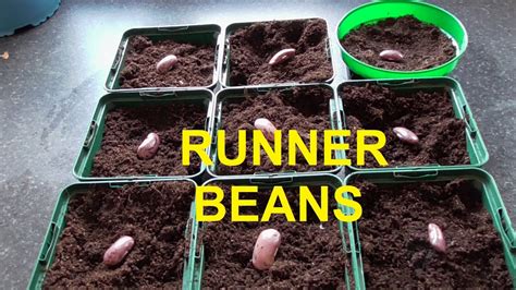 Sowing Runner Beans And A Plot Catch Up Runnerbeans Ukgardening