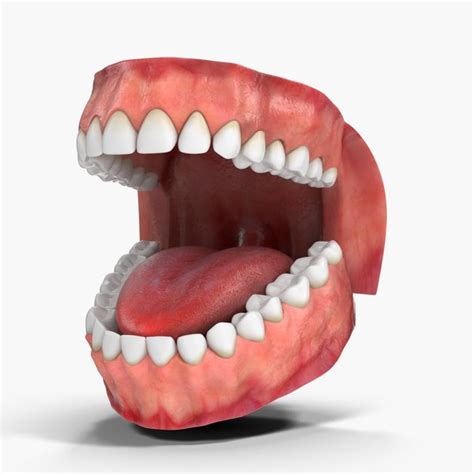 Teeth 3d Models For Download Turbosquid