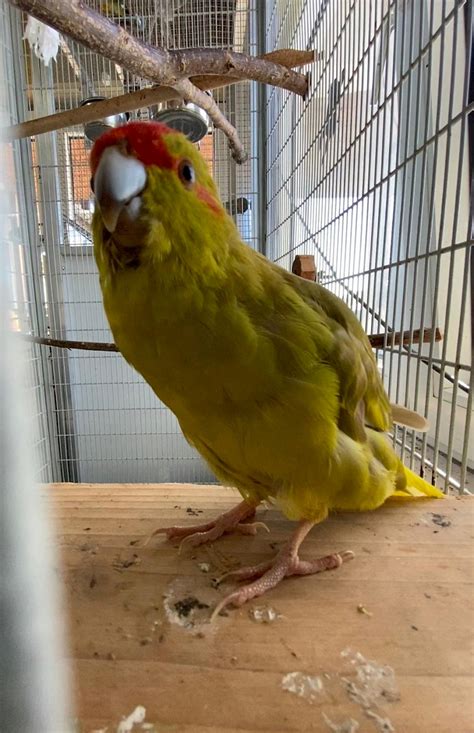 Ihre jobsuche nach amazon troisdorf jobs ergab 38 stellenangebote in 17 jobbörsen. Tierheim Troisdorf - Greeny