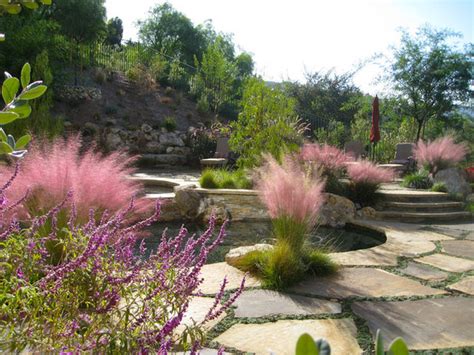 Pink muhly grass, muhlenbergia capillaris 'lenca', is one of the most showy of the ornamental grasses. Great Design Plant: Pink Muhly Grass