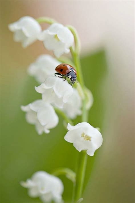 Glissez votre photo ici ou. Épinglé sur heureusement que les fleurs existent .......