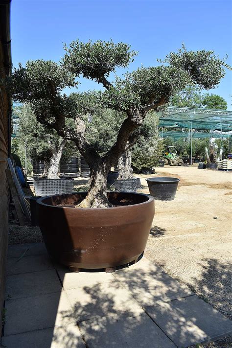 Potted small olive tree measuring 44cm tall and making a stunning statement piece. Potted Gnarled Cloud Olive Tree No. 434 | Olive Grove Oundle