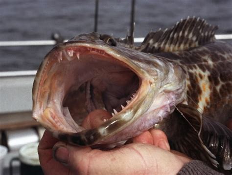 Oregon To Close All Saltwater Bottomfish Angling Sunday Night