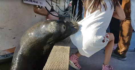 Sea Lion Drags Girl Into The Water In Scary Viral Video