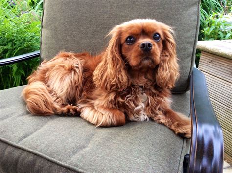 Beautiful Ruby Cavalier King Charles Spaniel Fudge Cavalier Puppy