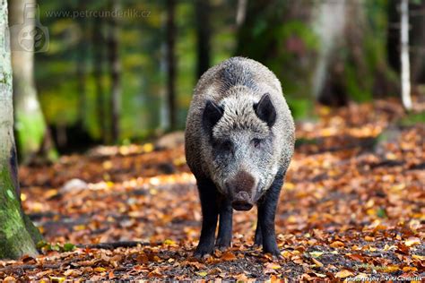 Prase Divoké Zvířata Fotogalerie Petr Čunderlík