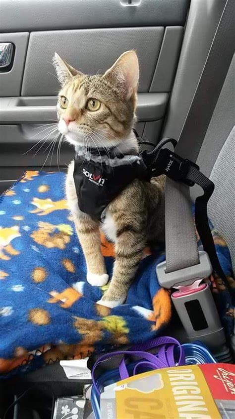 How To Travel With Cat In Car Cats In Care