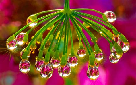 Water Drop On Flower Wallpaper