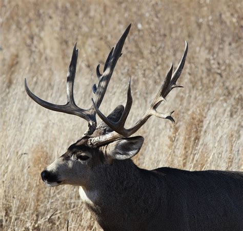 Massive Mule Deer Buck Ray F Flickr