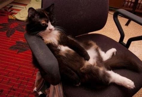 35 Cats Who Prove That No Place Is The Wrong Place For A Cat Part 2