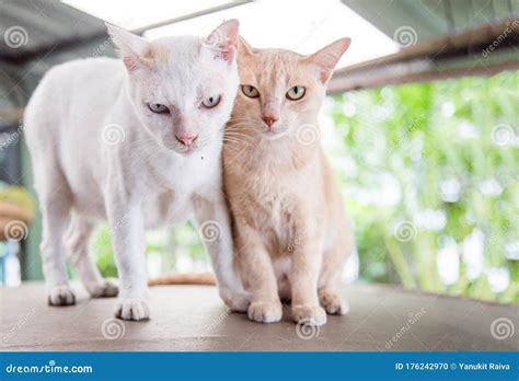 Love Moment Of Kitty Cat Stock Photo Image Of Mammal 176242970