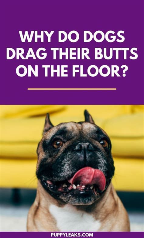 Why Do Dogs Drag Their Butts On The Floor With Images Dogs Cat Illnesses Dog Behavior