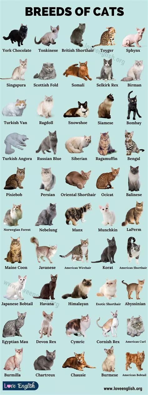 Types Of Cats Breeds Cat Breeds List Cat Breeds Chart Different