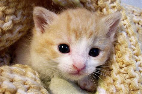 Ikbhal Cute Kitten