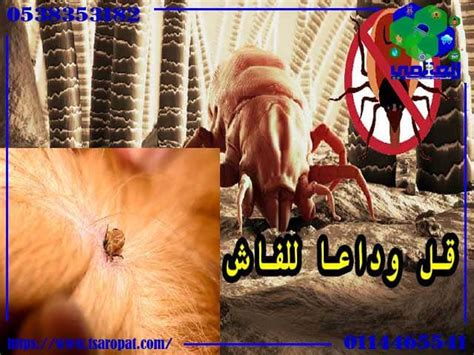 علاج الفاش بالأعشاب واكثر الطرق فاعليه 0538353182 اتصل بنا الان