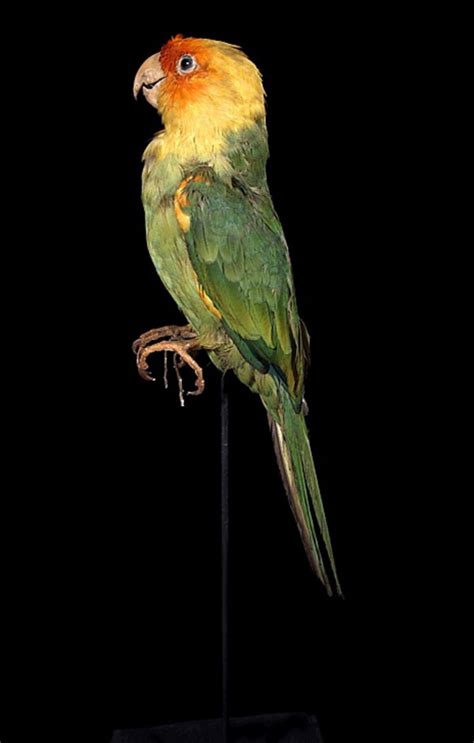 Carolina Parakeet Birdfinding Info