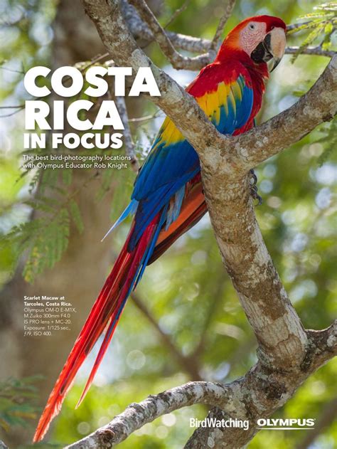 7 Great Places To Photograph Birds In Costa Rica Birdwatching Bird