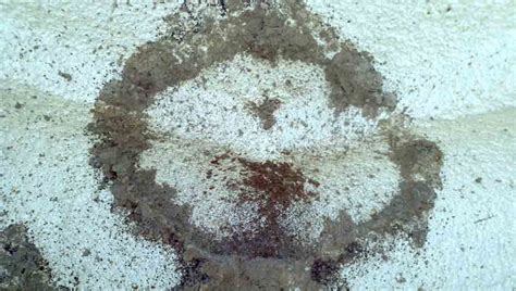 For insects customers have reported success in repelling ants, beetles, bees, bedbugs, centipedes, cockroaches, crickets, earwigs, fleas, flies, mosquitoes, moths, scorpions, spiders, termites, water bugs, silverfish. Exterminator near me Frederick - NOCO Pest & Wildlife Control