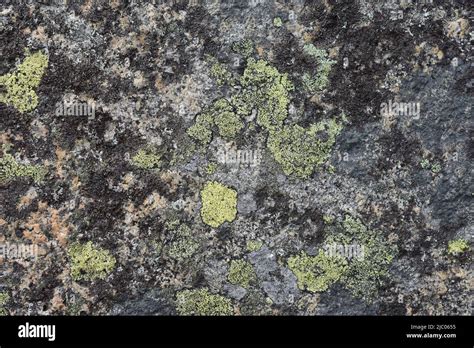 Different Types Of Crustose Lichen Growing On A Stone Stock Photo Alamy